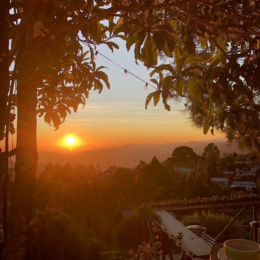 Sonnenuntergang zwischen Bäumen, eine Tasse im Vordergrund